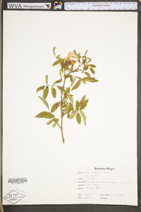 Rosa palustris image