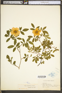 Rosa palustris image