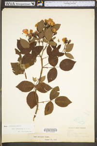 Rosa setigera image