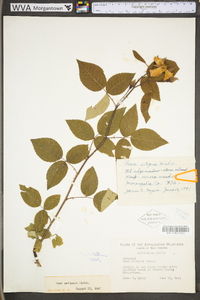 Rosa setigera image