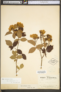 Rosa setigera image