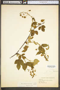 Rubus allegheniensis var. allegheniensis image