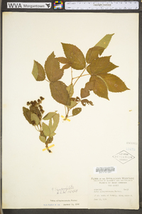 Rubus allegheniensis var. allegheniensis image