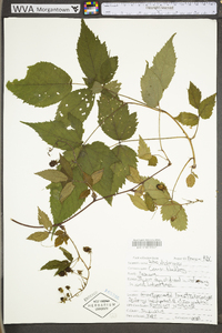 Rubus allegheniensis var. allegheniensis image