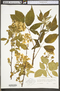 Rubus allegheniensis var. allegheniensis image