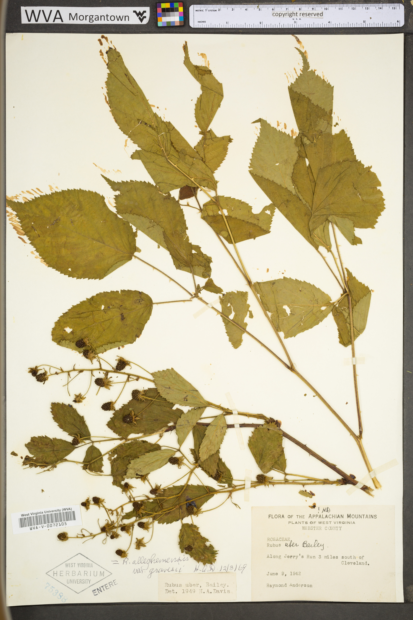 Rubus allegheniensis var. gravesii image