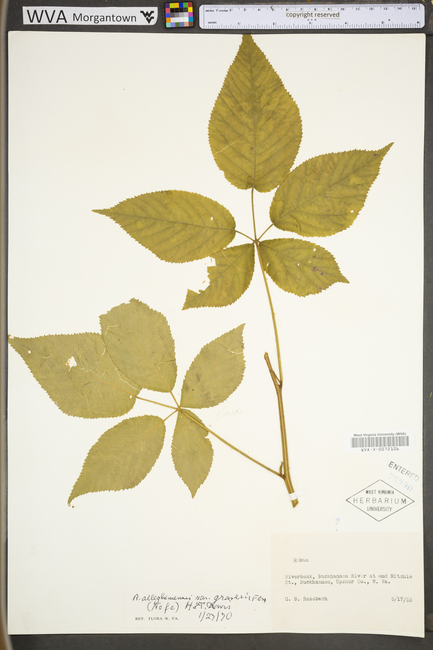 Rubus allegheniensis var. gravesii image