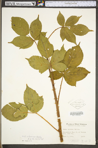 Rubus alumnus image