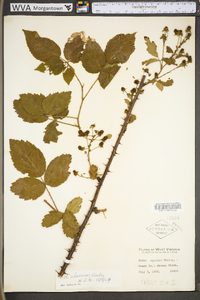 Rubus alumnus image