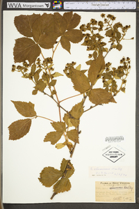 Rubus alumnus image