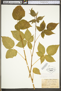 Rubus alumnus image