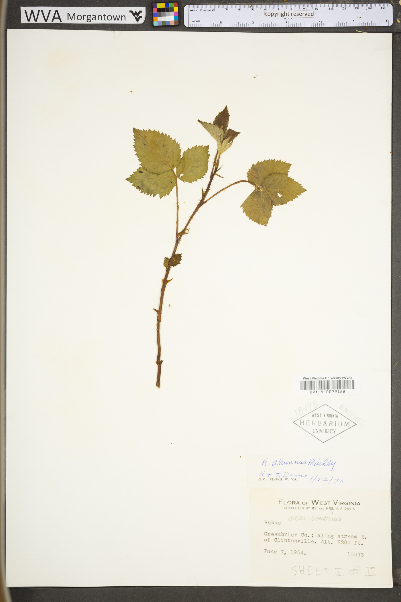 Rubus alumnus image