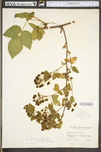 Rubus alumnus image