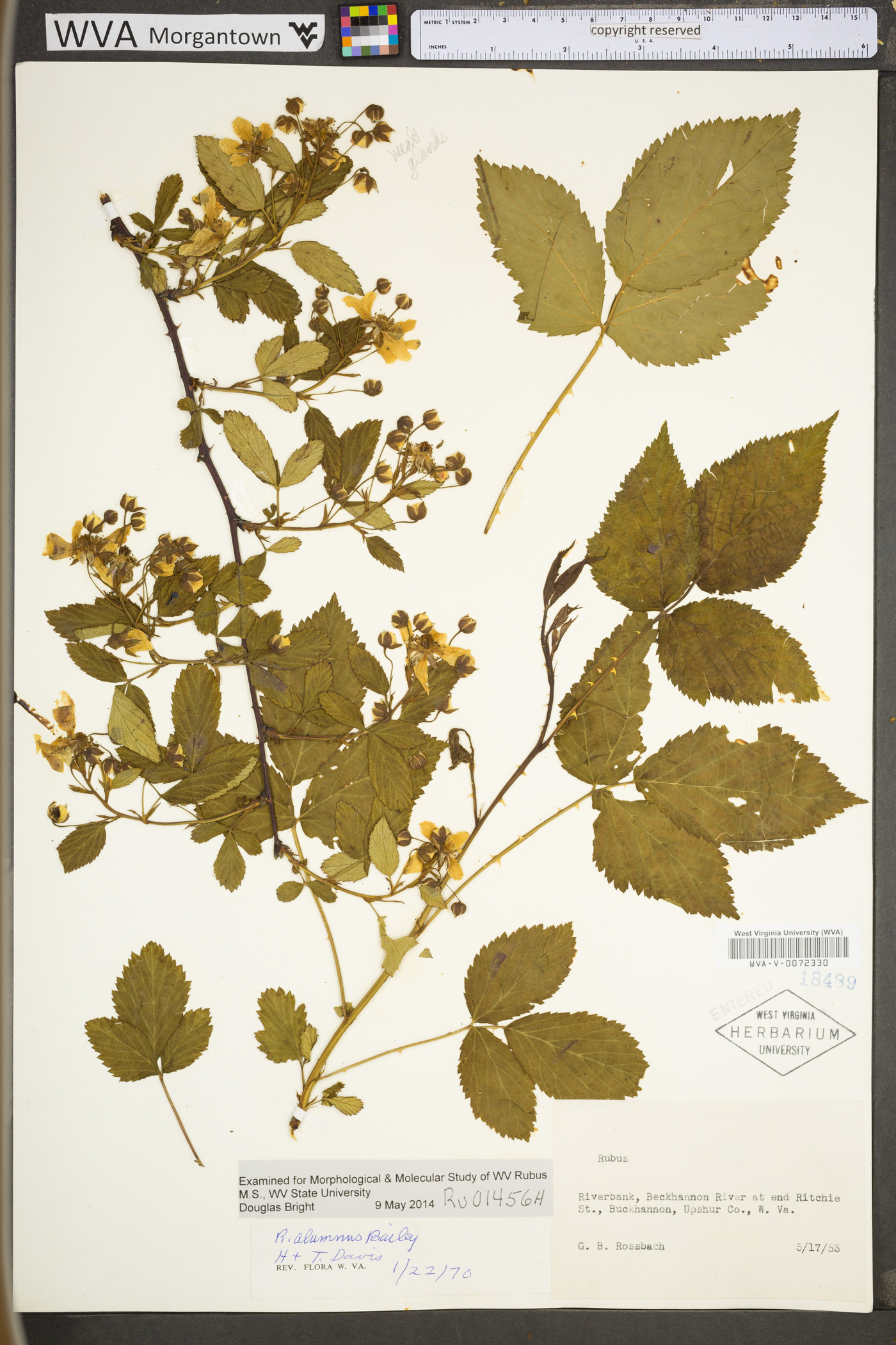 Rubus alumnus image