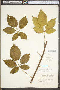 Rubus alumnus image