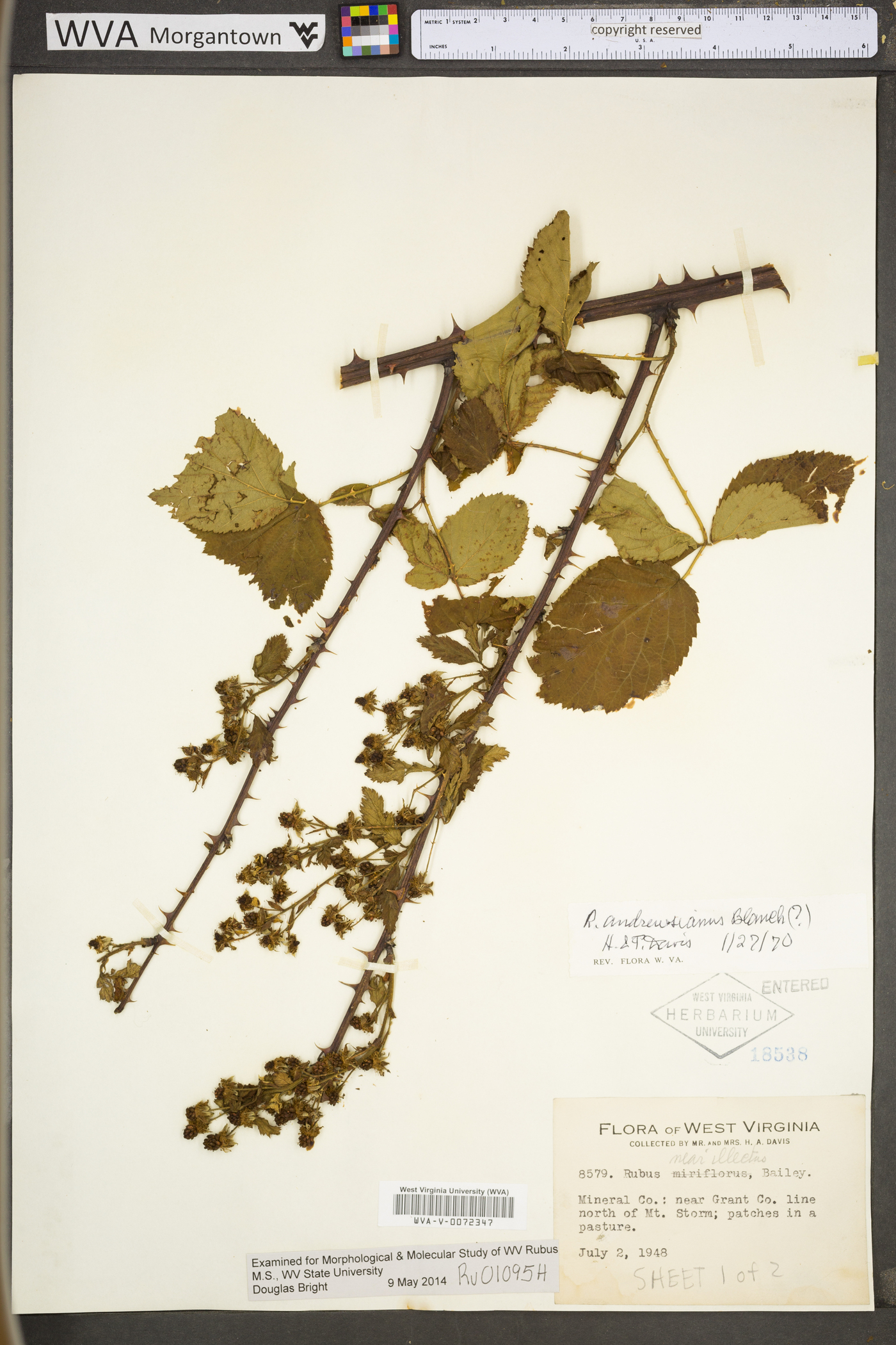 Rubus andrewsianus image