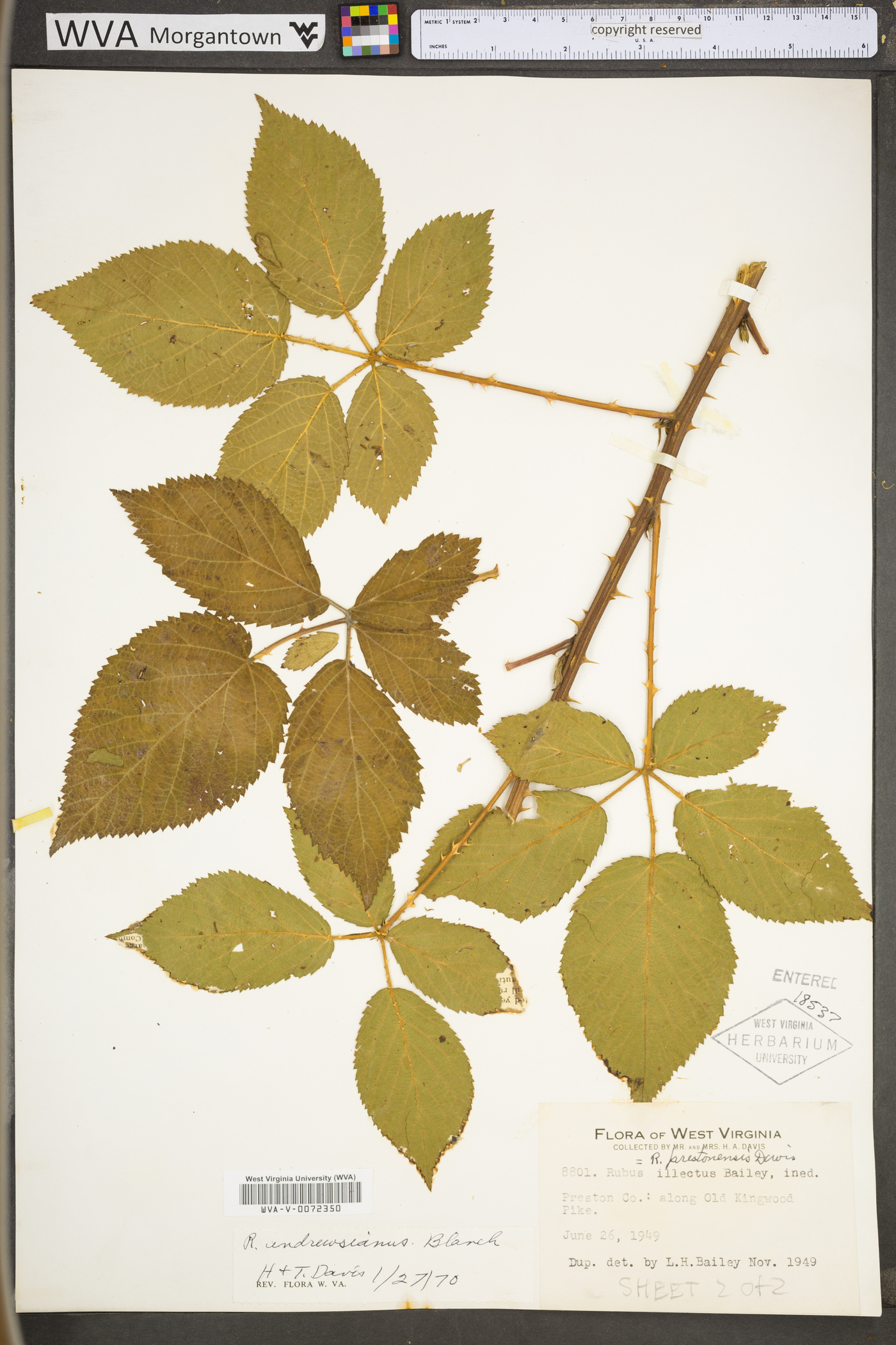 Rubus andrewsianus image