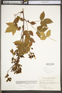 Rubus argutus image