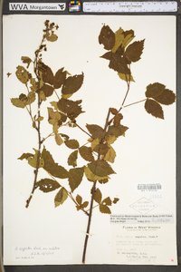 Rubus argutus image