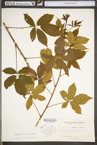 Rubus argutus image