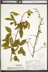 Rubus argutus image