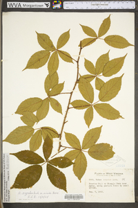 Rubus argutus image