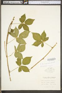 Rubus baileyanus image