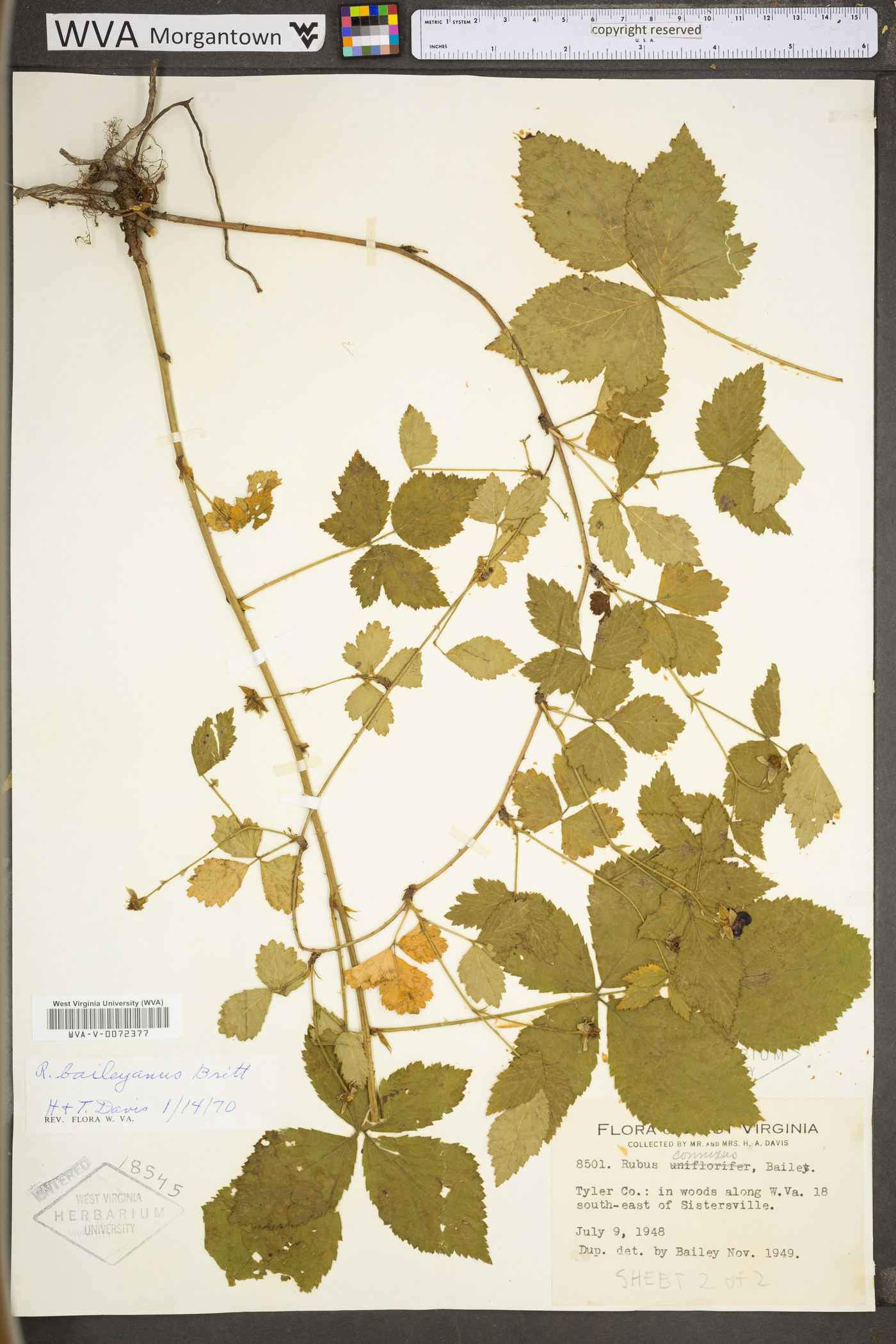 Rubus baileyanus image