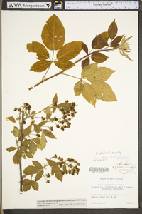 Rubus bellobatus image