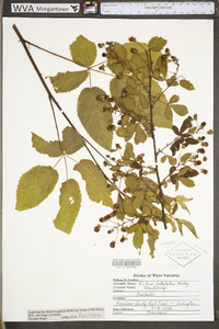 Rubus bellobatus image