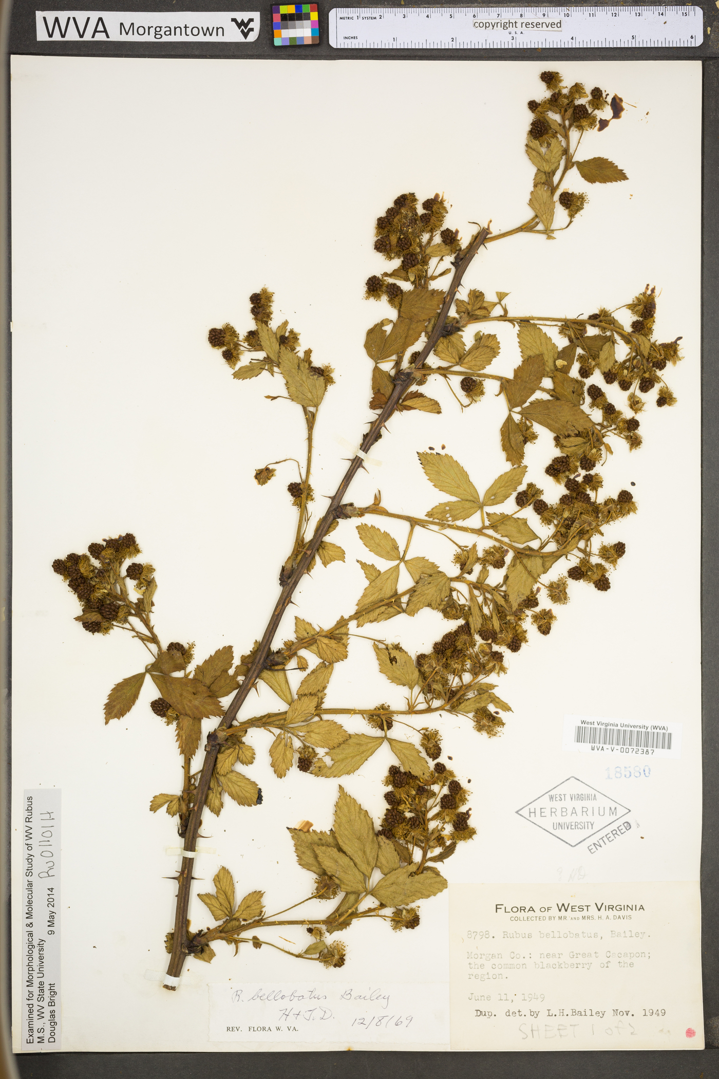Rubus bellobatus image