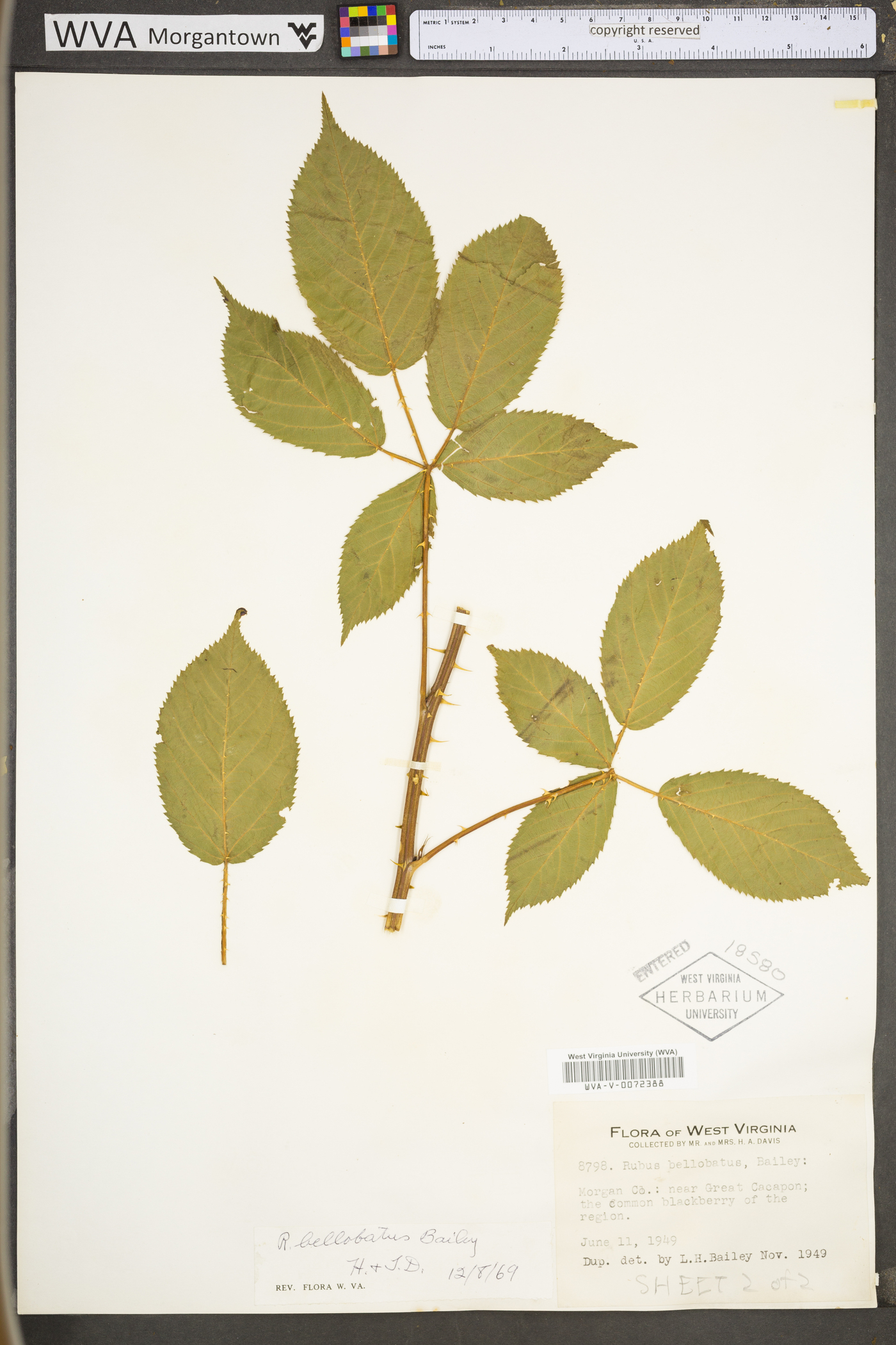 Rubus bellobatus image