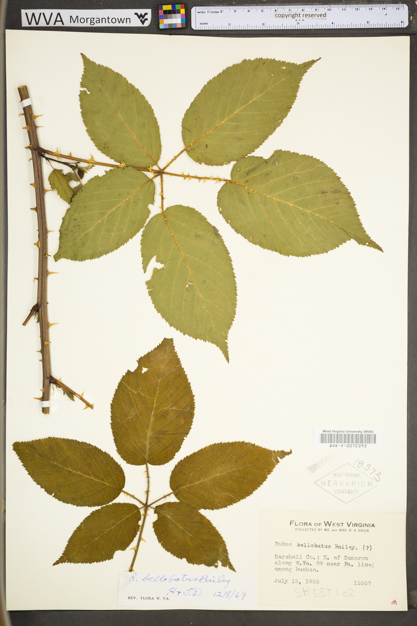 Rubus bellobatus image