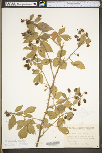 Rubus bellobatus image