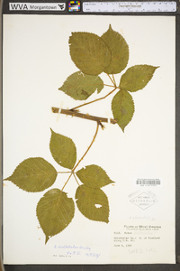 Rubus bellobatus image