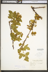 Rubus bellobatus image