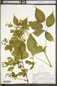 Rubus bellobatus image