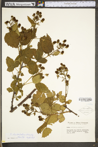 Rubus bellobatus image