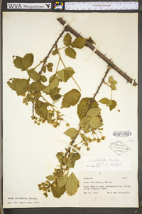 Rubus bellobatus image