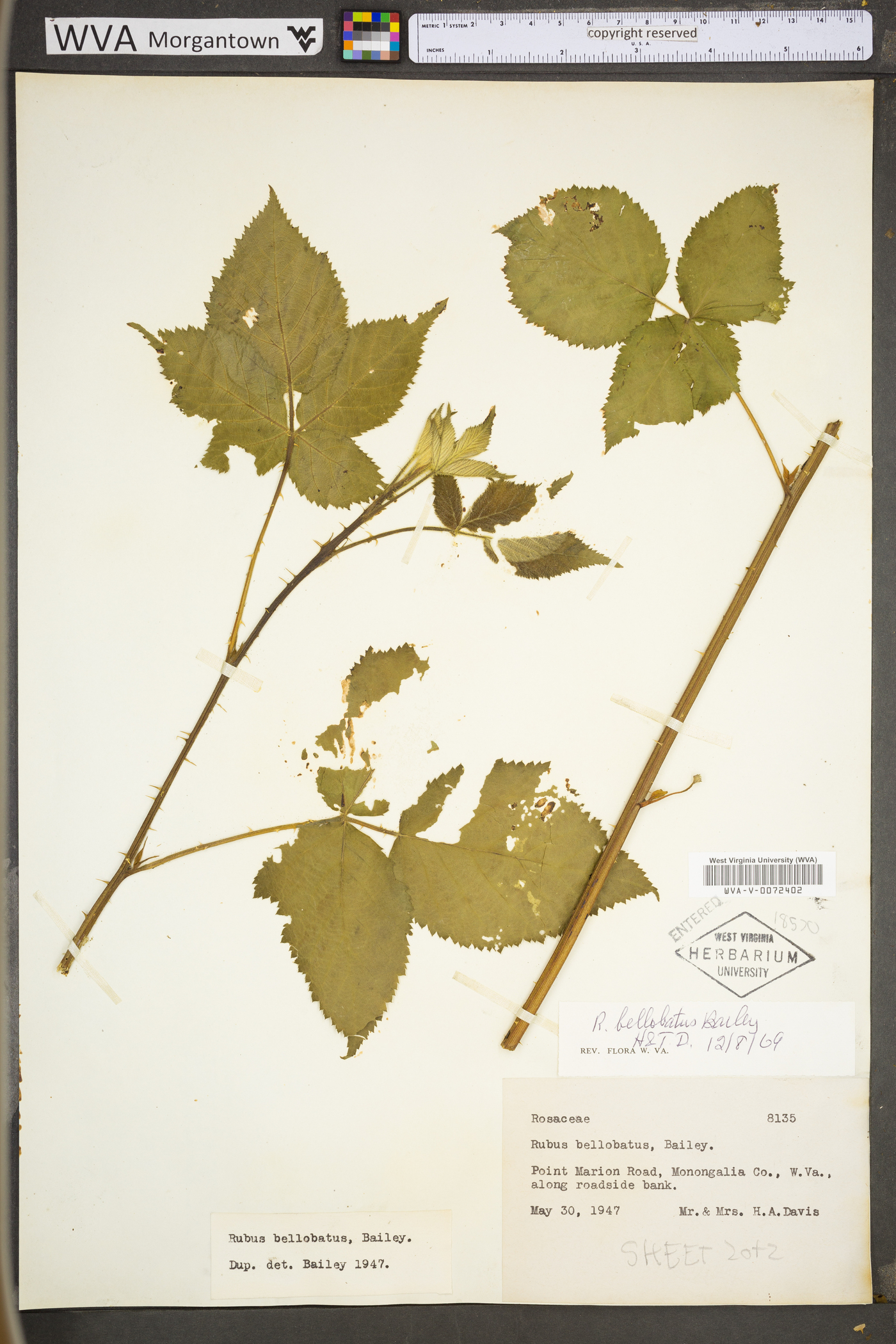 Rubus bellobatus image