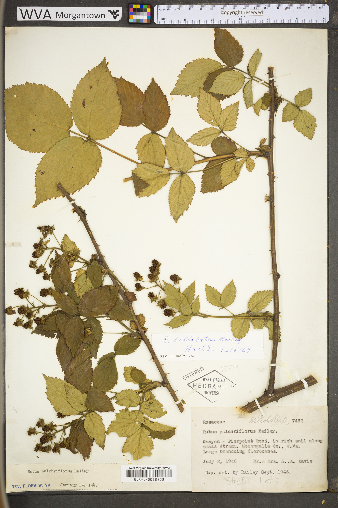 Rubus bellobatus image