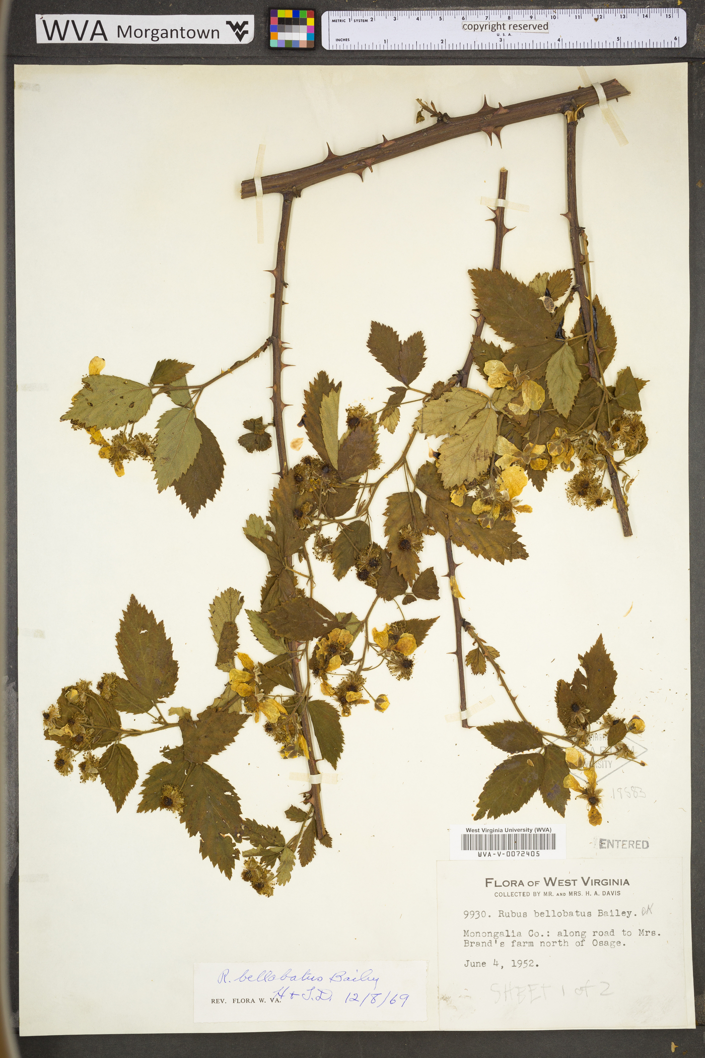 Rubus bellobatus image