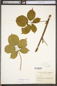 Rubus bellobatus image