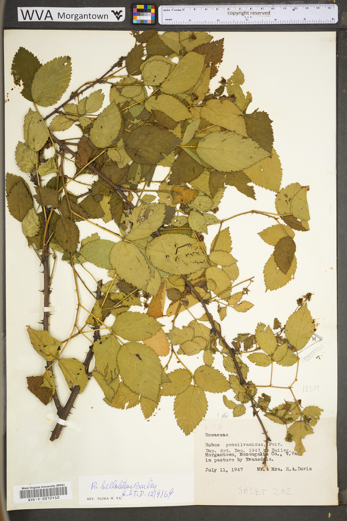 Rubus bellobatus image