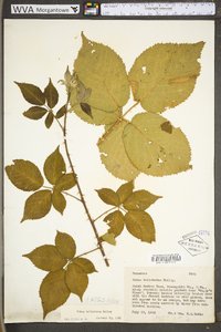 Rubus bellobatus image