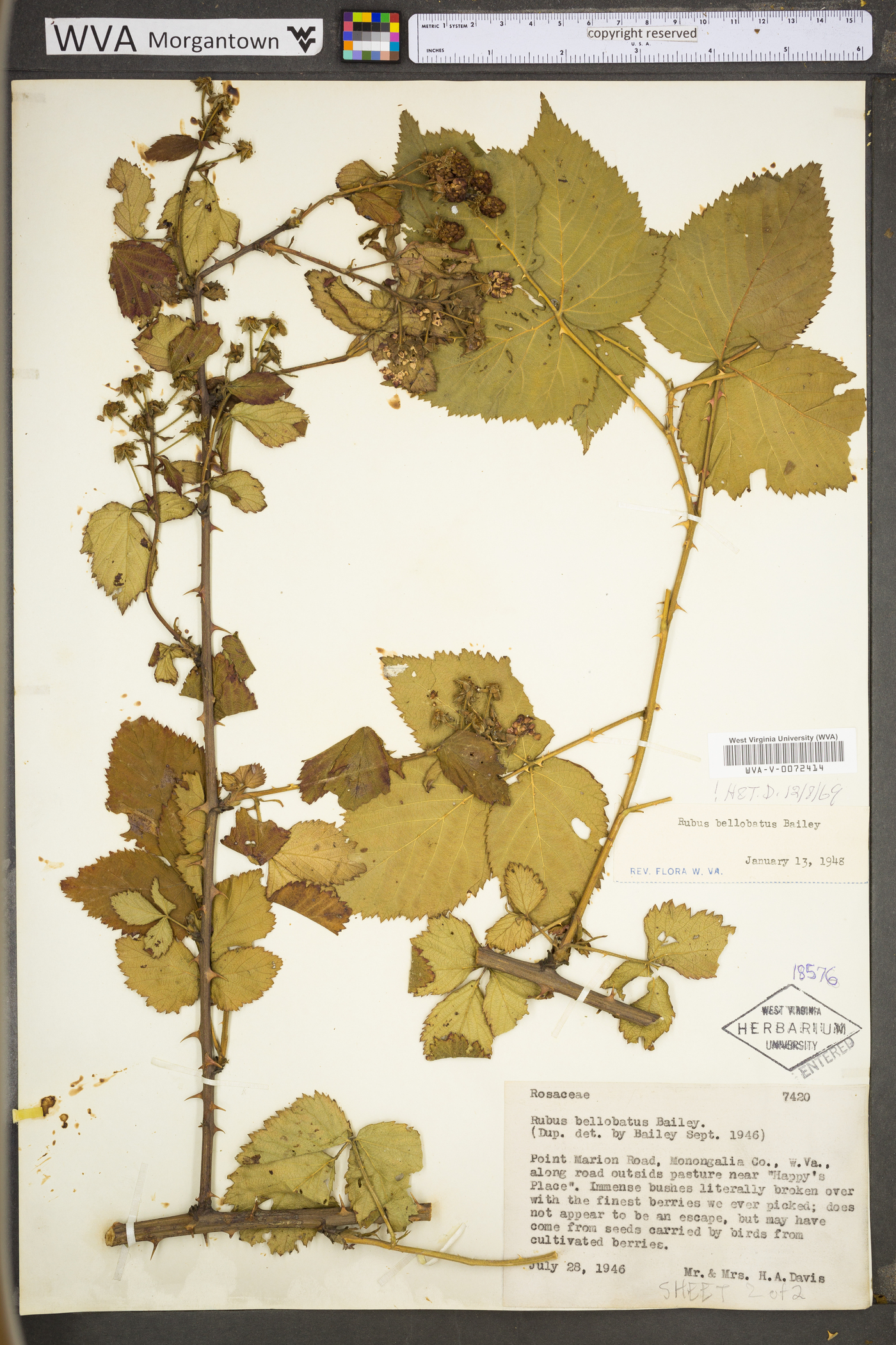 Rubus bellobatus image