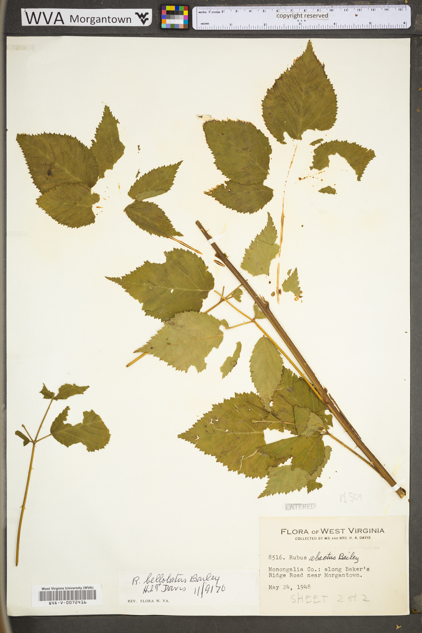 Rubus bellobatus image