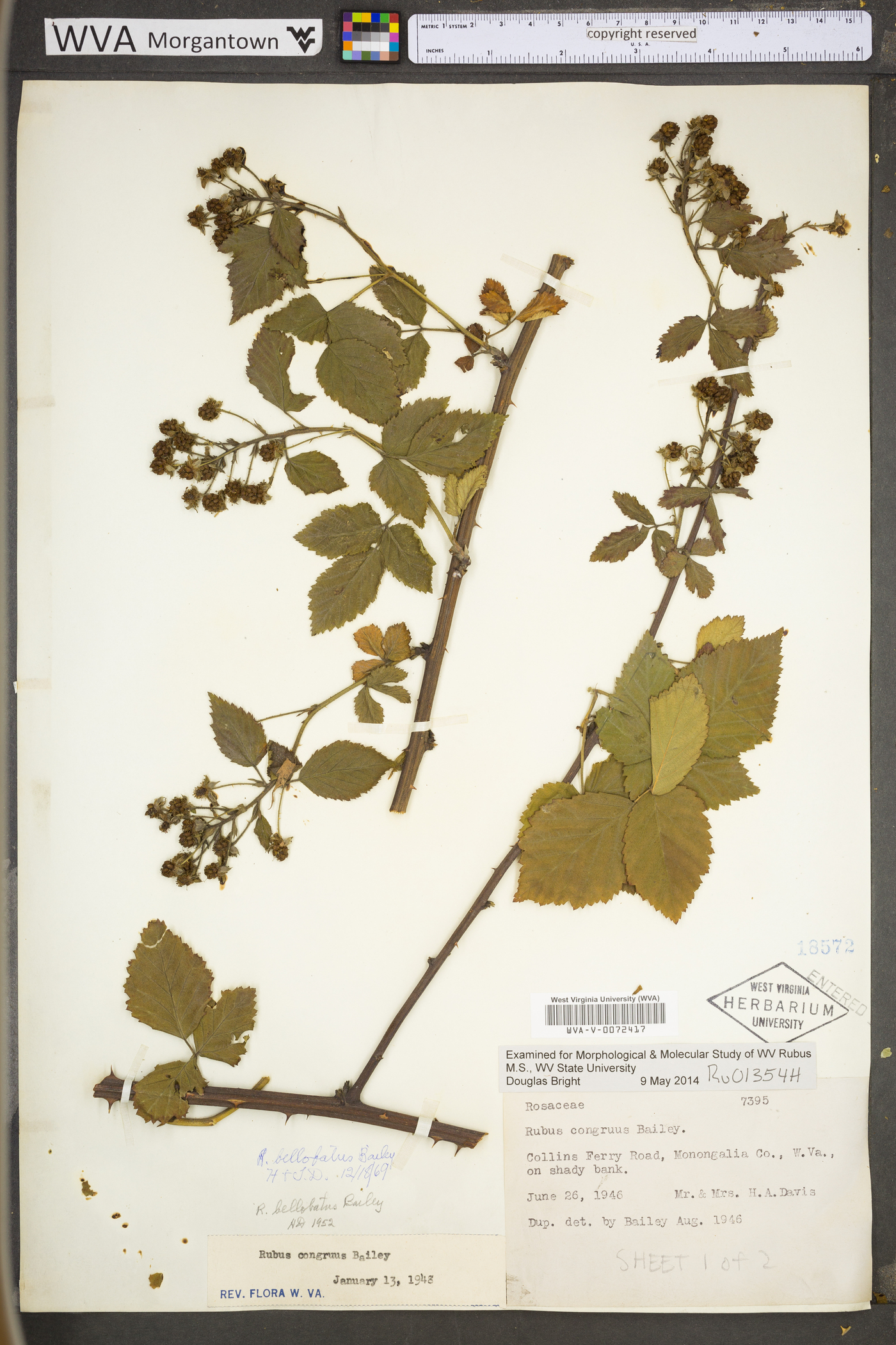 Rubus bellobatus image