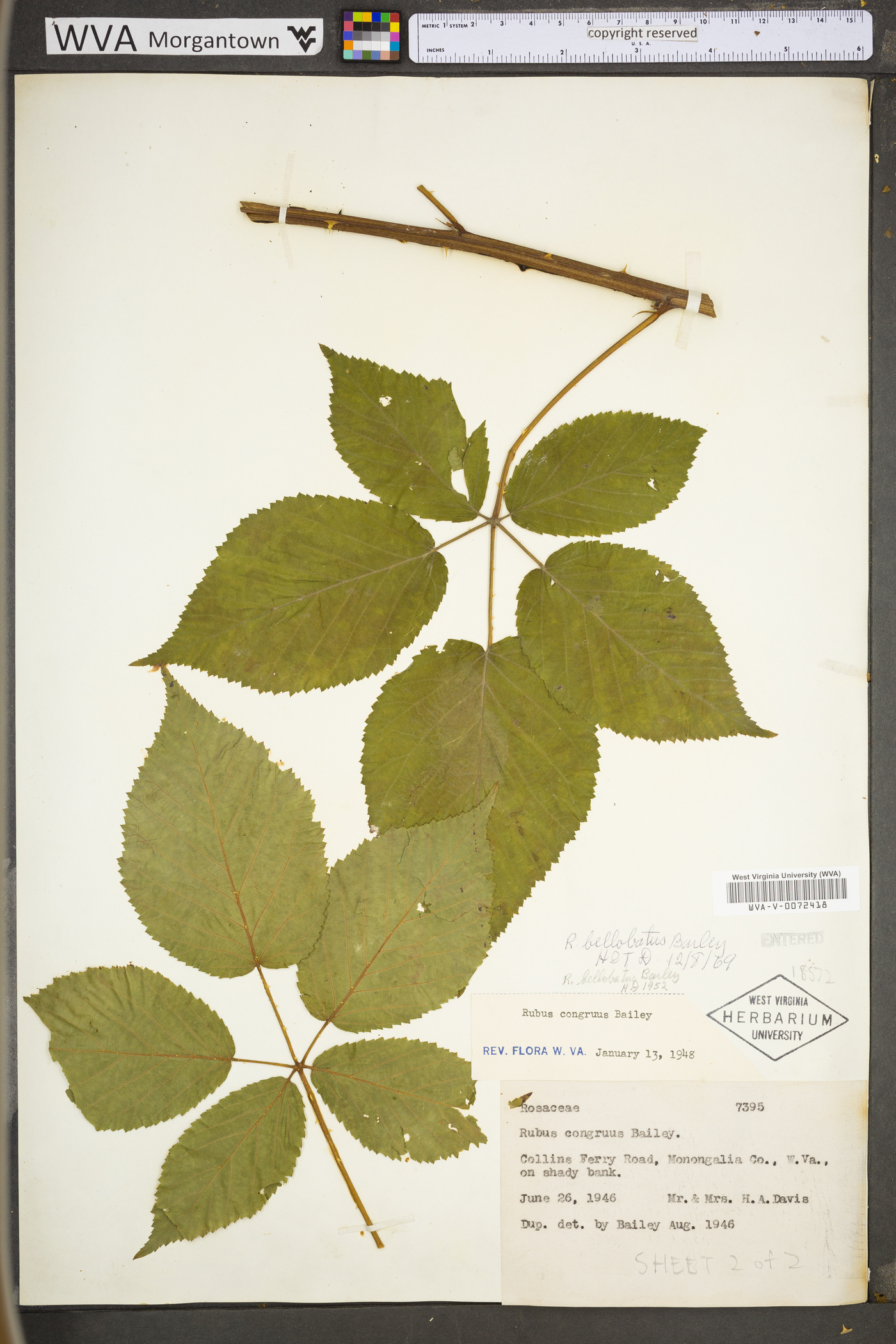 Rubus bellobatus image