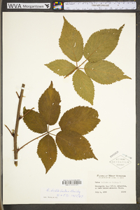 Rubus bellobatus image